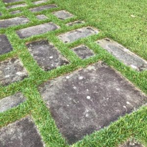 Grass Doctor aka The Lawn Expert at Lawn Green is the one to call for a greener weed free lawn in Sydney, all lawn insect pests can be controlled as well