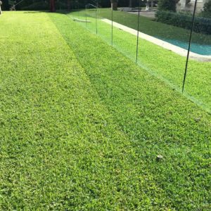 Grass Doctor aka The Lawn Expert at Lawn Green is the one to call for a greener weed free lawn in Sydney, all lawn insect pests can be controlled as well