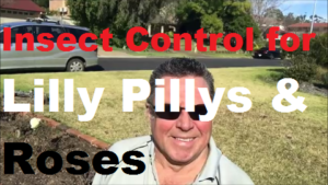 Insect Control For Lilly Pillys And Roses - guaranteed to protect your garden plants.
