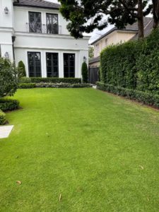 Sir Grange Zoysia Lawn in North Shore suburb of St Ives, Sydney, NSW