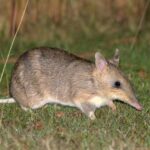 Bandicoots In Your Lawn