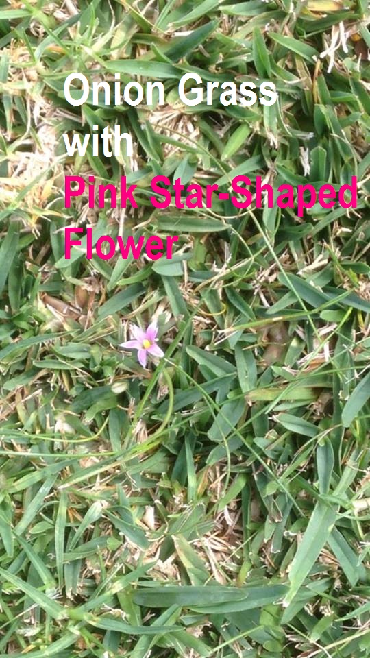 Onion Grass with Pink Star Shaped Flower Lawn Green