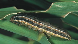 Army Worms In Lawns need to be treated ASAP with Lawn Insecticides