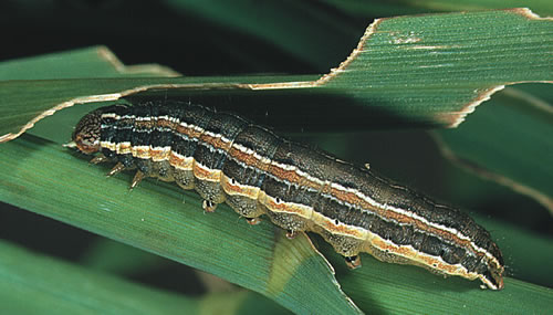 Common Army worm-Larva