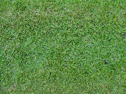 ST85 Buffalo turf grass