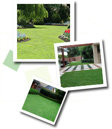 Green Lawn by Lawn Green - for greener weed free lawns call NOW on 1300 55 74 72 & get The Lawn Expert out to fix your lawn and weed problems