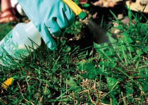 Selective Herbicide For Lawn - spot spraying weeds