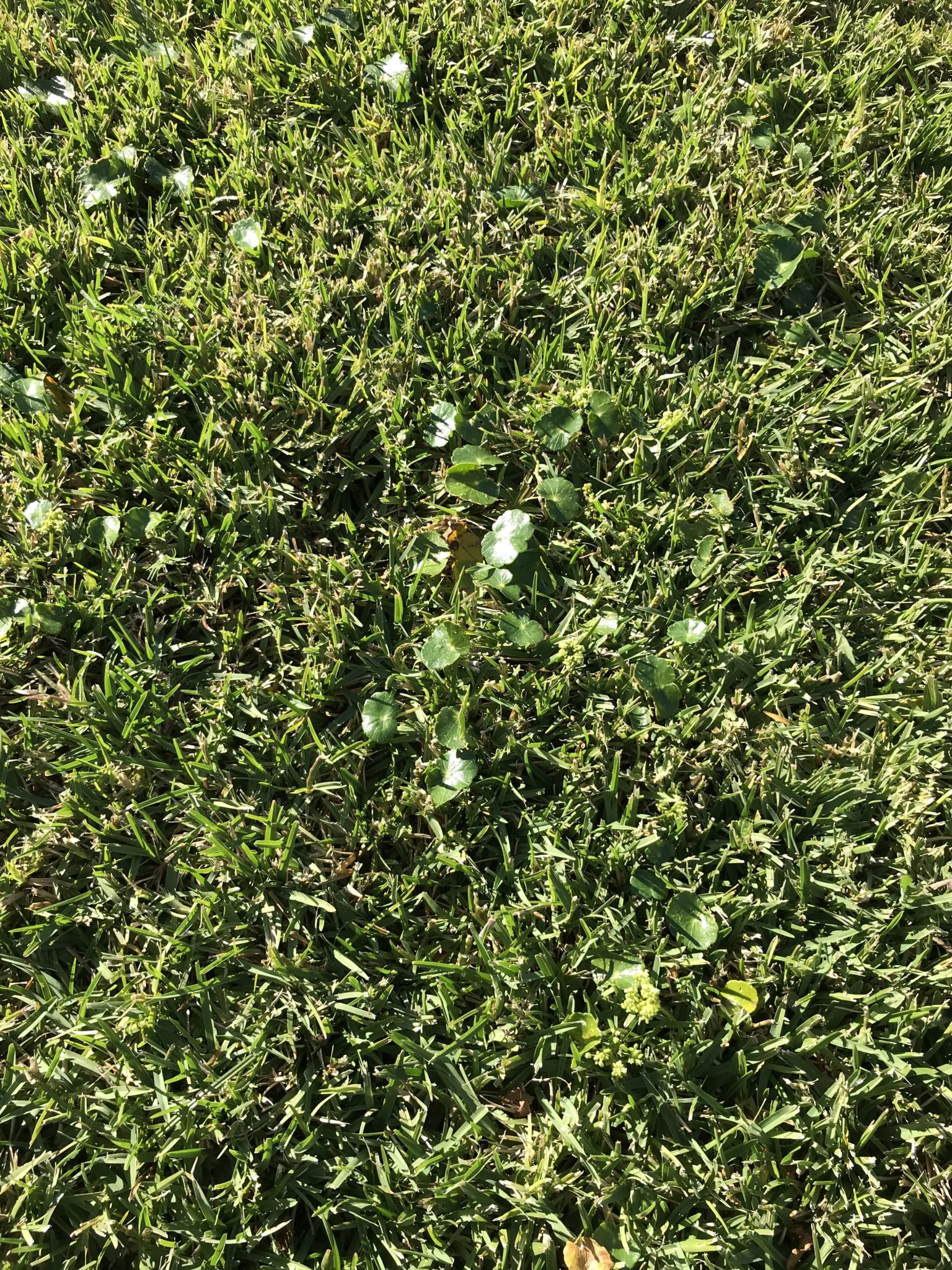 Kurnell Curse Weed in Lawn - Lawn Green