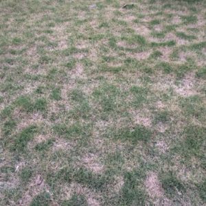 Lawn Chilling Injury - Winter Damage To Couch Grass