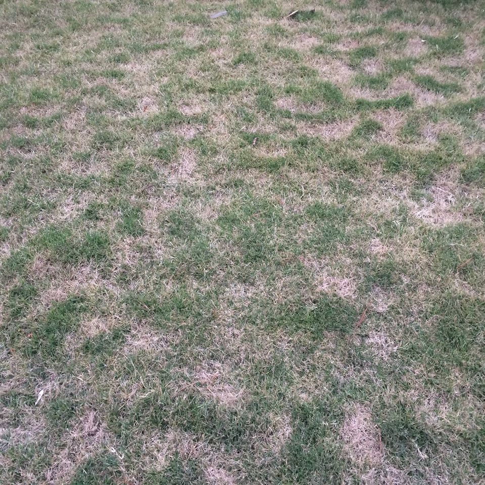 Lawn Chilling Injury Winter Damage In Couch Grass Lawn Green