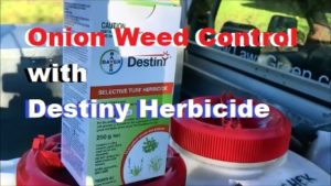 Onion Weed Control in lawns is definitely possible with a Bayer herbicide called Destiny - it also targets onion grass, oxalis and bindii