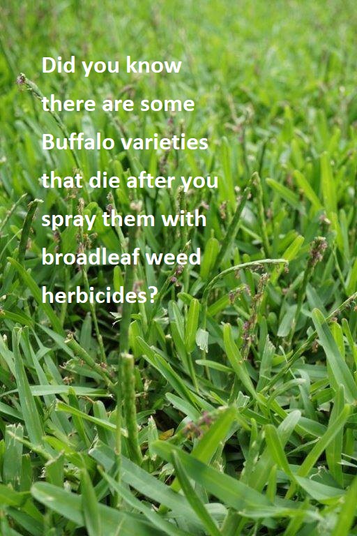 Test Spraying Buffalo Grass Lawn Green