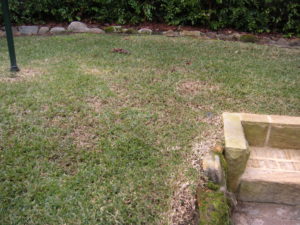 Lawn Watering - Heavy But Infrequent Watering