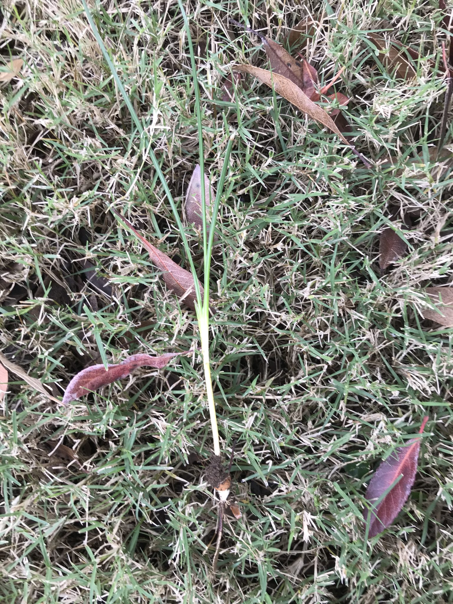 How To Get Rid Of Onion Grass In My Lawn Lawn Green