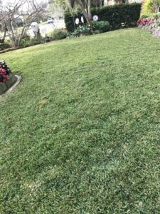 Matilda Buffalo Lawn - how to look after your lawn