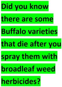 Lawn Spraying Service - always test spray your buffalo lawn to make sure your buffalo is safe with the lawn herbicides