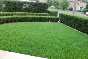 Best Lawn Fertiliser