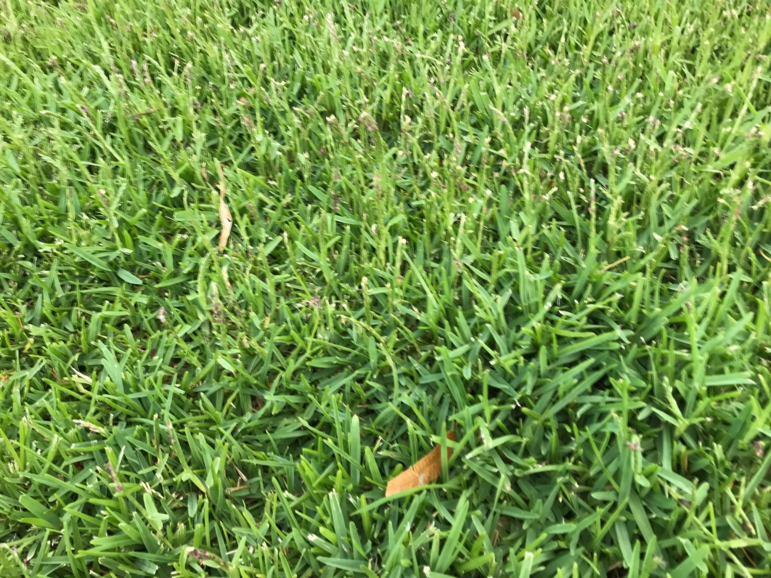 Sir Walter Buffalo Lawn Care Lawn Green