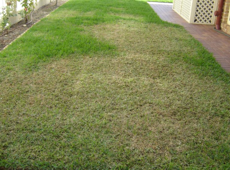 download army worms in lawn download army worms in lawn