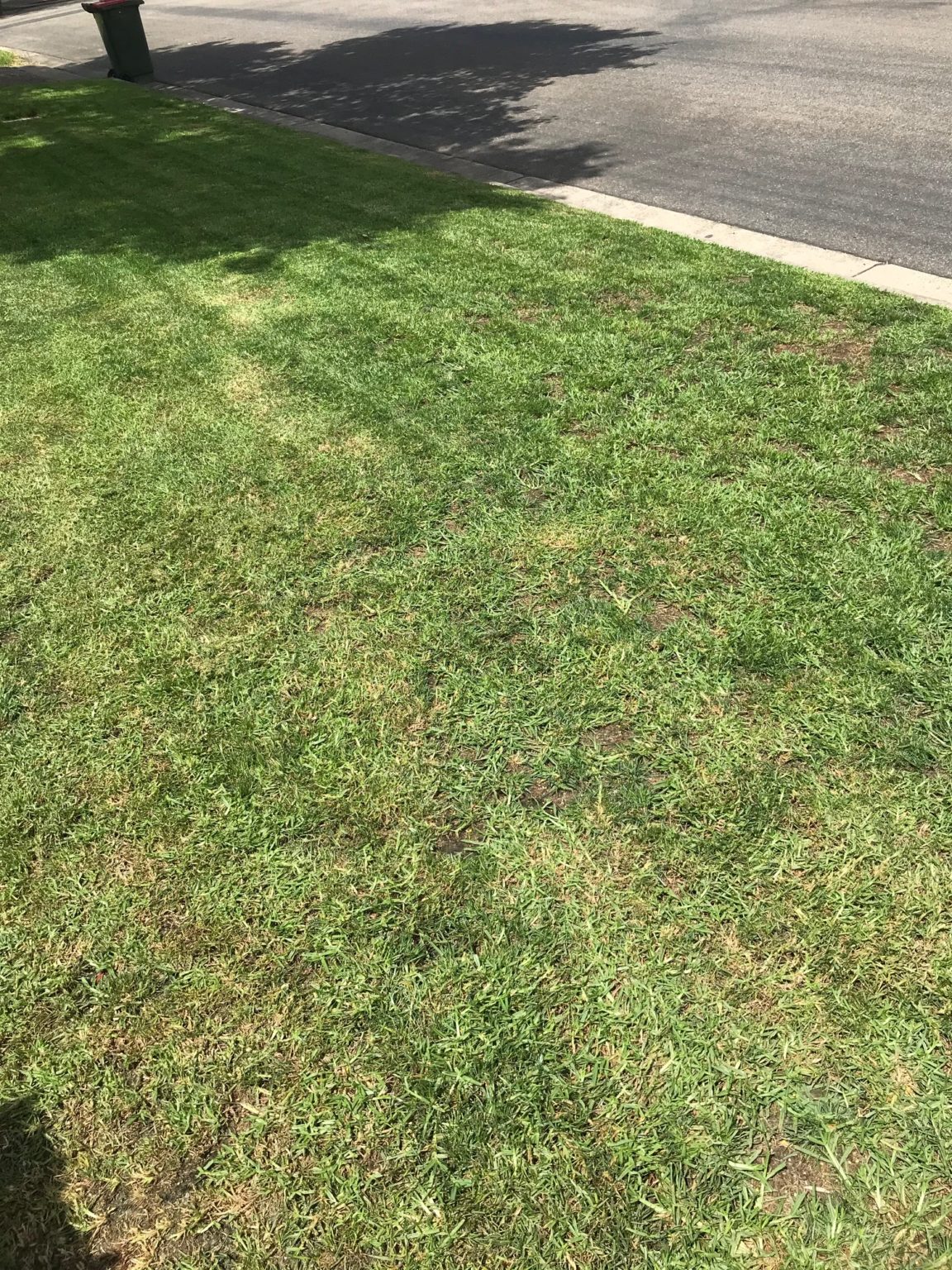 Poor Man's Kikuyu Lawn Renovation - Lawn Green