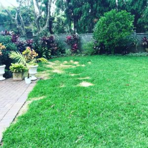 Turf Repair - damage to lawn caused by roundup