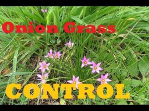 How To Get Rid Of Onion Grass In My Lawn using Destiny Herbicide by Bayer