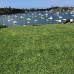 Buffalo Lawn Care Sydney - For A Greener Weed Free Lawn call Lawn Green on 1300 55 74 72
