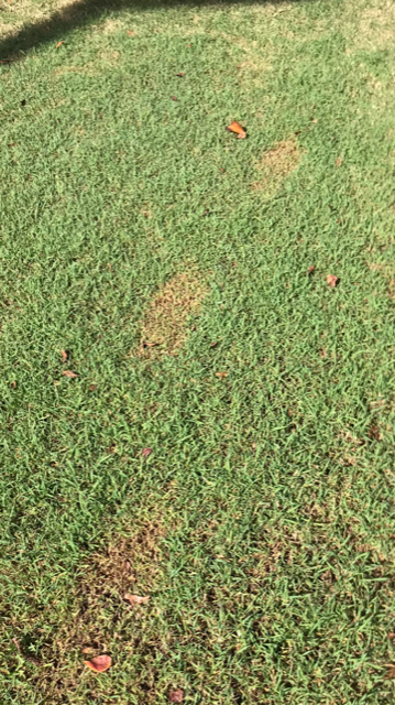 Lawn Treated After Finding Roundup Footprints In Lawn - Lawn Green