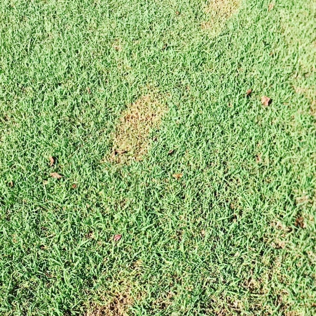 Lawn Treated required after finding Roundup footprints in the lawn