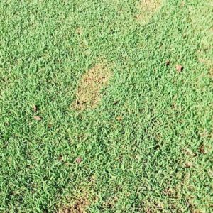 Lawn Repairs required after finding Roundup footprints in the lawn
