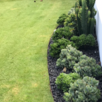 Sir Grange Zoysia Lawn in Norther Beaches suburb of Freshwater, Sydney, NSW - this will do really well especially with our Lawn Care Service.