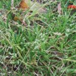 Lawn Care Services for the control of wintergrass in all lawns and grasses