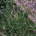 Winter Grass Control In Lawn - Lawn Care Services for the control of wintergrass in all lawns and grasses