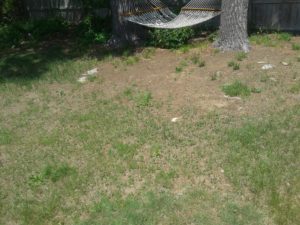 The Lawn Doctor Sydney - Lawn Problem under Pine Trees - typical problem for lawn lovers