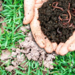 Lawn Repairs - What Happens When Earthworms Damage Your Lawn and How To Get Your Lawn Back On Track.