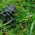 Earthworm Mounds - What Happens When Earthworms Damage Your Lawn and How To Get Your Lawn Back On Track.