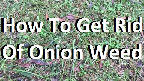 Onion Weed Control And How To Get Rid Of Onion Weed In The Lawn using Destiny Herbicide
