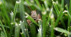 Lawn-Insects-control