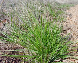 How To Control Wintergrass (Winter Grass) In Your Own Lawn - Lawn Green